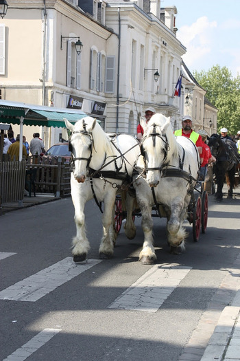 RB Chateaudun - concours percheron 2011