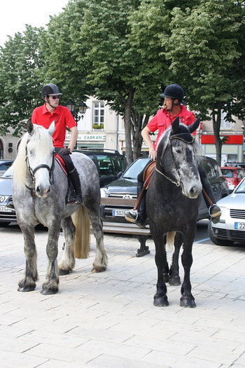 sirene et sylvain - concours percheron 2011