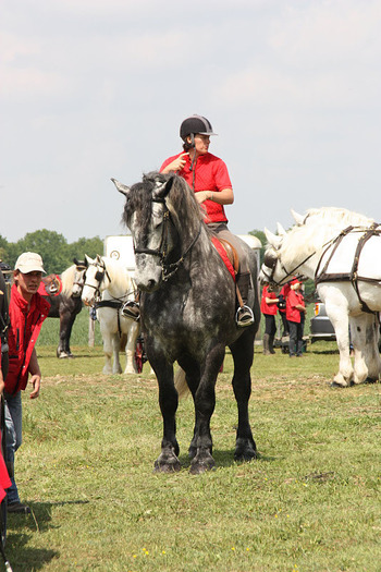 sophie et tino - concours percheron 2011