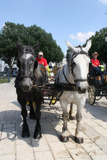 souty - concours percheron 2011