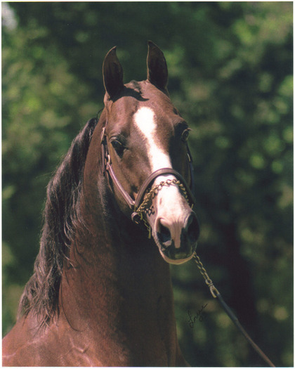 11-27-2005 05 - american saddlebred horse