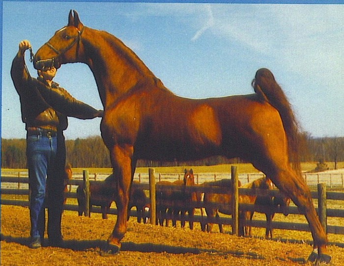 89 RAVE2 - american saddlebred horse