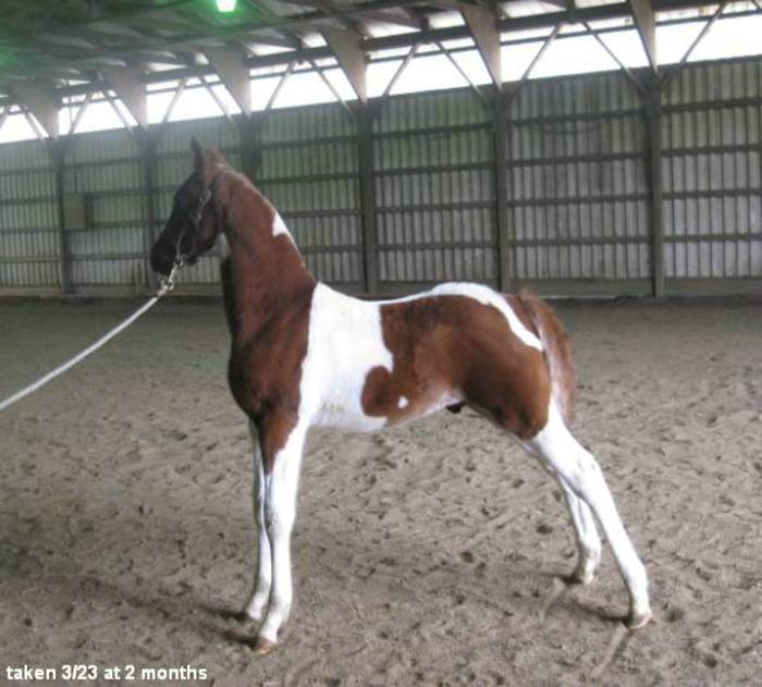 1029408_13609733_hd - american saddlebred horse