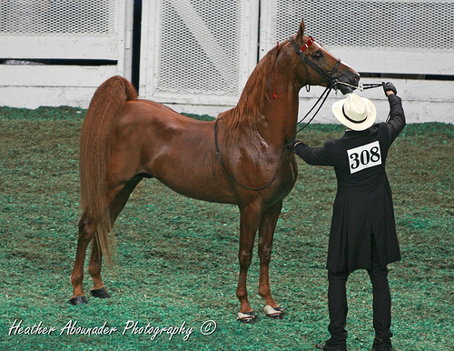 3007248363_89812b84ef - american saddlebred horse