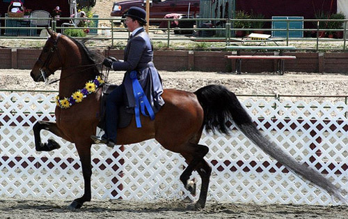 american-saddlebred-6