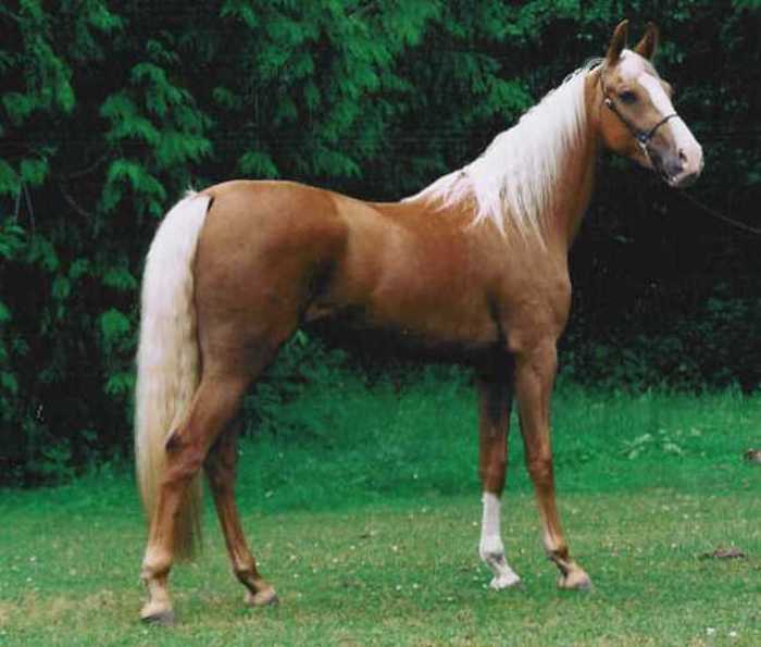 Bluff - american saddlebred horse