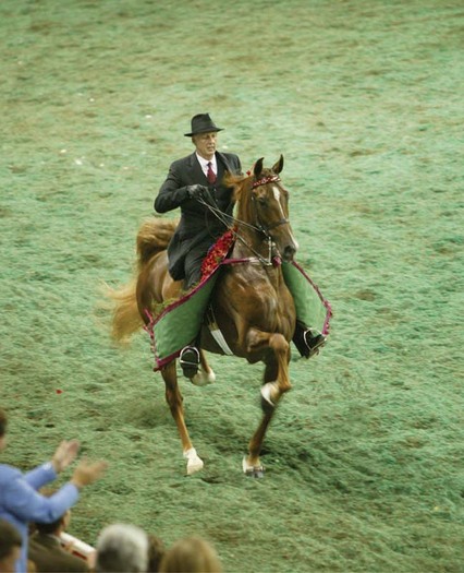 boucheron - american saddlebred horse