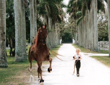 girl - american saddlebred horse