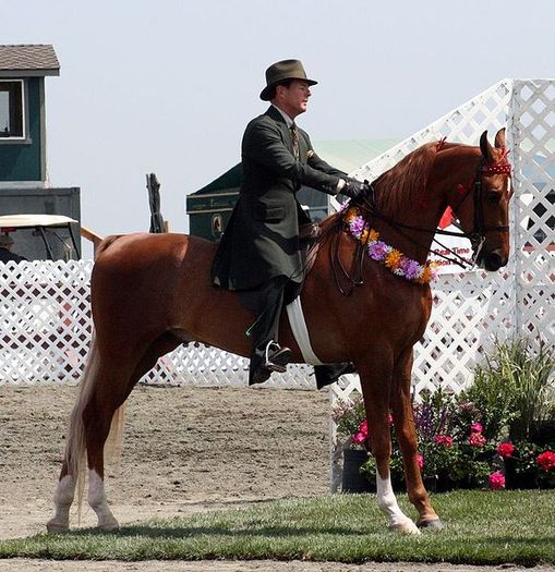 horse-saddlebred-standing - american saddlebred horse