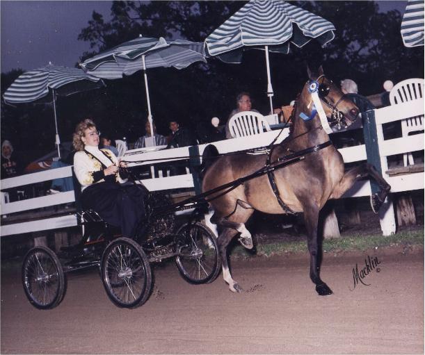 MutualFunz_and_Terese-611x511 - american saddlebred horse