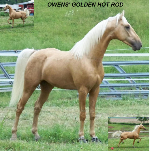 NAMED TRIO STAND 5-27-07 PIC2 - american saddlebred horse