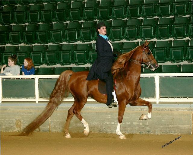 scan0003 - american saddlebred horse