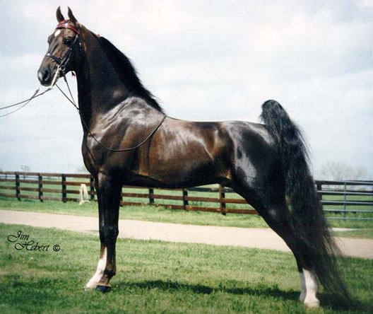 ShoobopENLG - american saddlebred horse