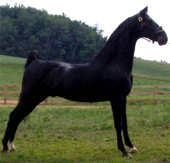 Sovran\'s Impresario -small - american saddlebred horse