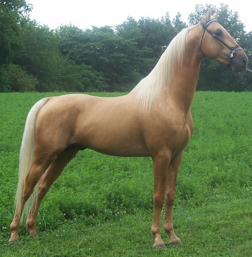 STAND--42 - american saddlebred horse