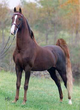 StarMaterial_sm - american saddlebred horse