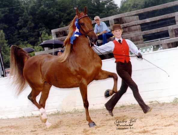 terre1a - american saddlebred horse