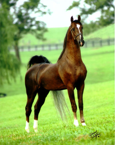 undulata_lg2 - american saddlebred horse