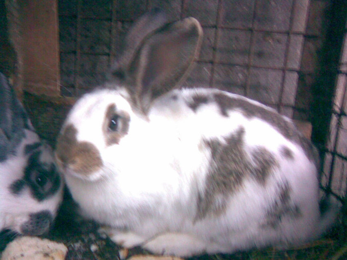 3 LUNI JUMATE - iepuri-comuni 2011