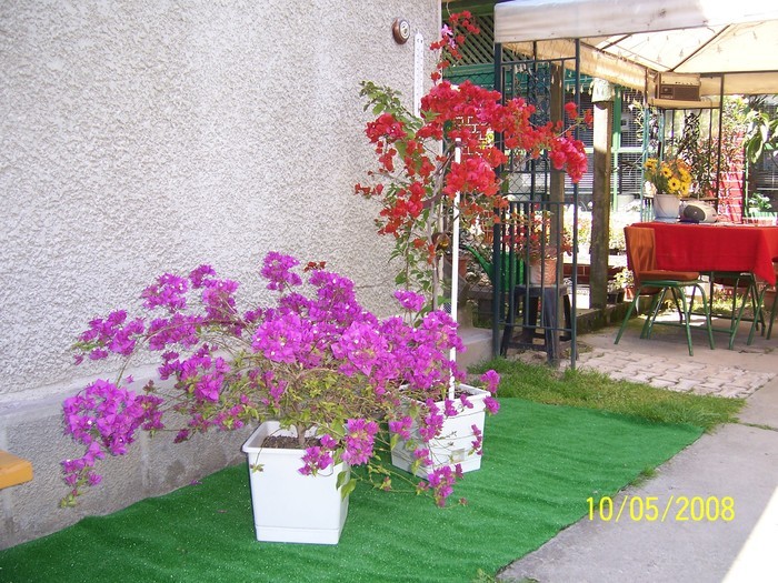 bougi in curtea lui madved20 - Bougainvillea