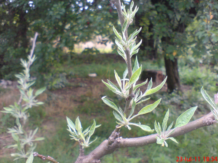 Mar erbicidat... - Daunatori 2011