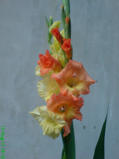 DSC05681 - My flowers