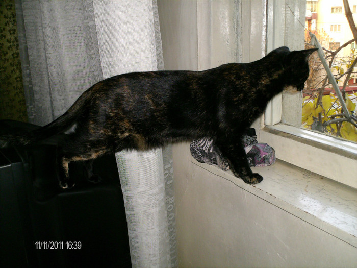 noiembrie_ 007 - mita _2011