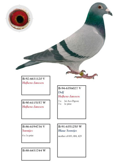 MAYA - Andreas Drapa; Andreas Drapa
