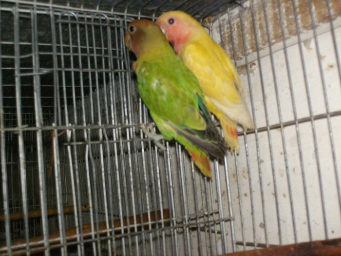 roseicollis opalin si lutino