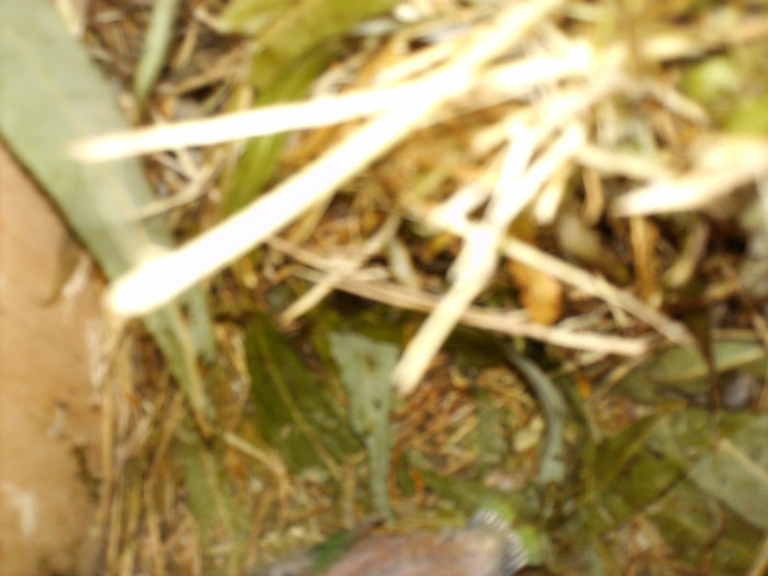 fisheri - Agapornis-Pui-13