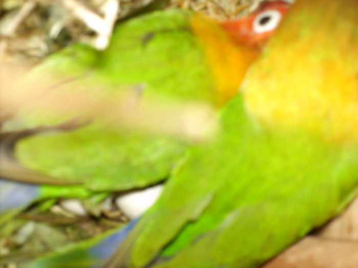 HPIM3913 - Agapornis-Pui-13