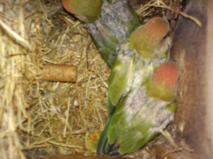 HPIM3915 - Agapornis-Pui-13