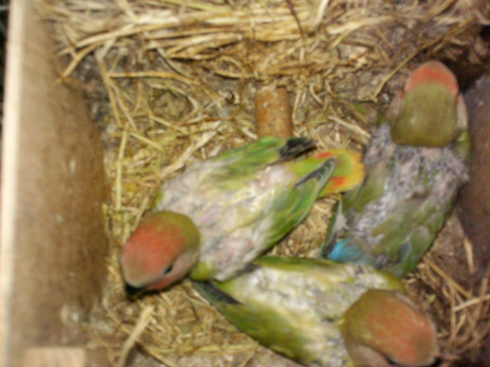 rozeicollis opalin - Agapornis-Pui-13