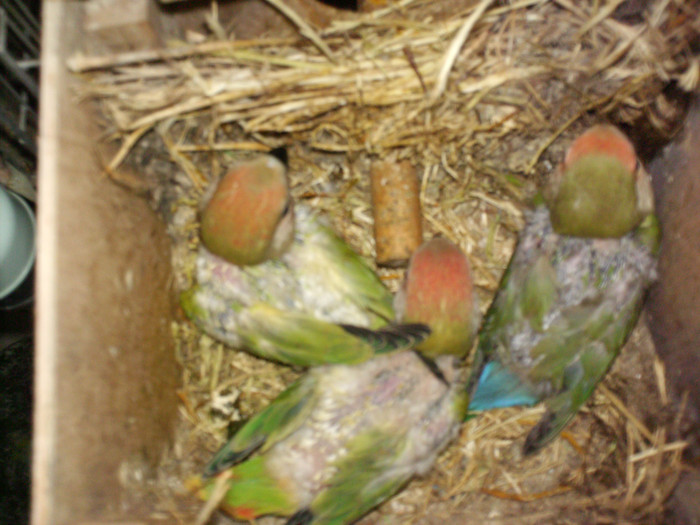 rozeicollis opalin si ancestral - Agapornis-Pui-13