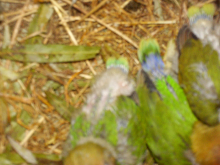 HPIM3889 - Agapornis-Pui-13