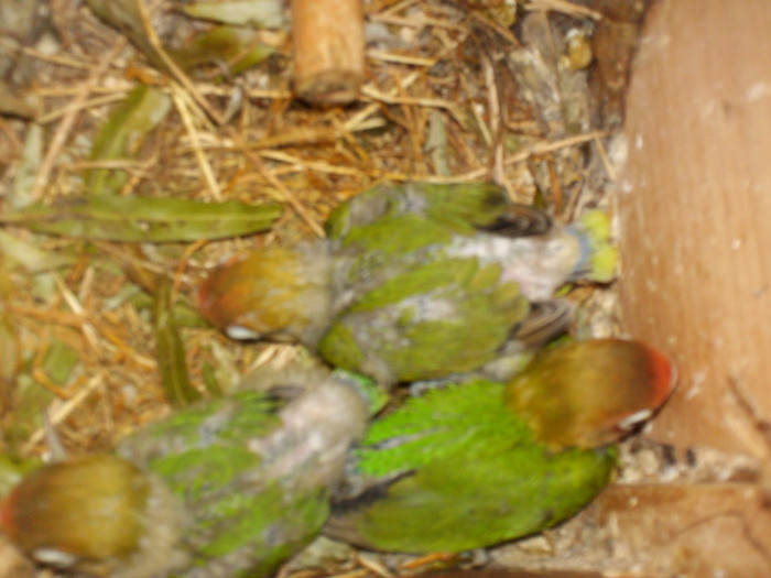 HPIM3892 - Agapornis-Pui-13