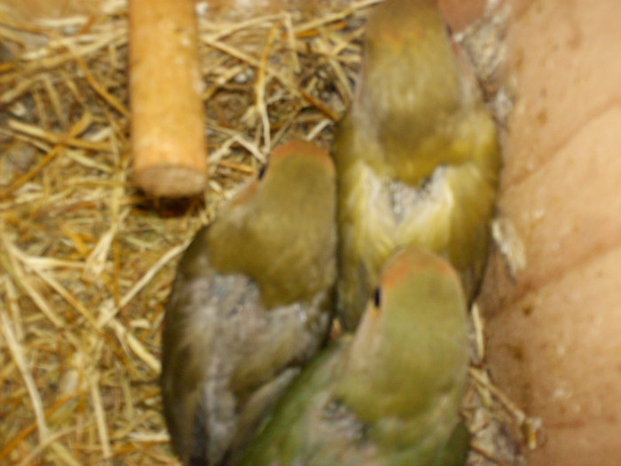 HPIM3893 - Agapornis-Pui-13