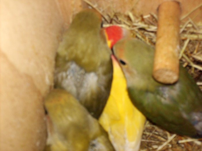 rozeicollis cinnamon ,lutino si opalin - Agapornis-Pui-13