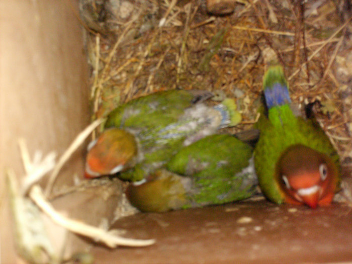 fisheri  ancestral - Agapornis-Pui-13