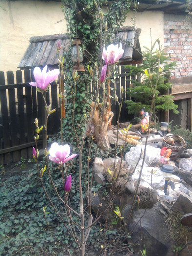 Fotografie0685; magnolia
