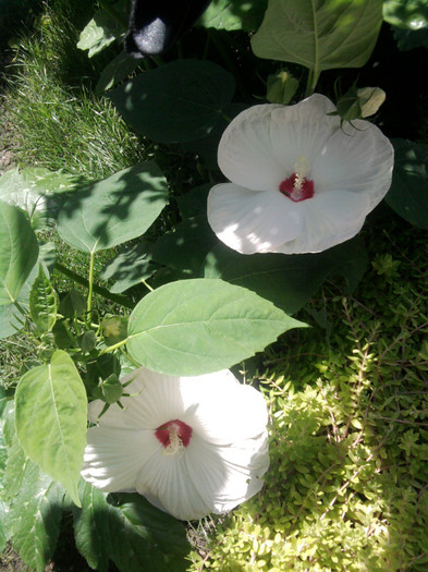 Fotografie0768 - My flowers