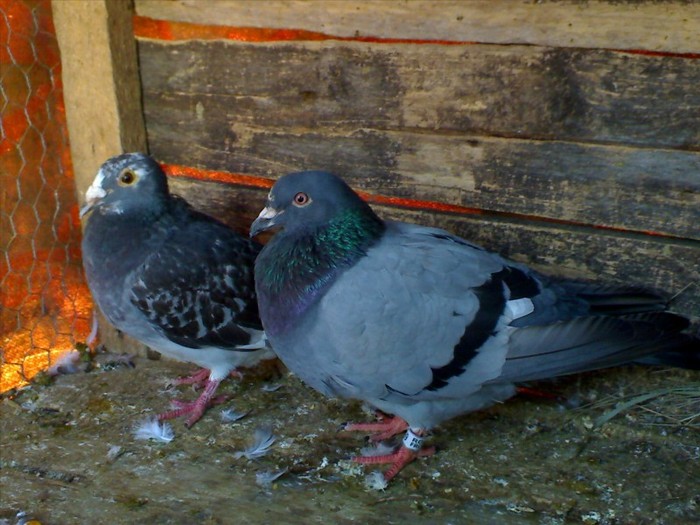 batranu si codalba ( de la seby); PRIMA MEA PERECHE DE PORUMBEI
   (BATRANU SI CODALBA)
