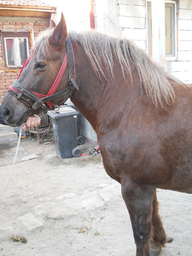 DSCN2481 - VAND CAI DE RASA CLUJ