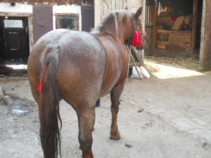 DSCN2482 - VAND CAI DE RASA CLUJ