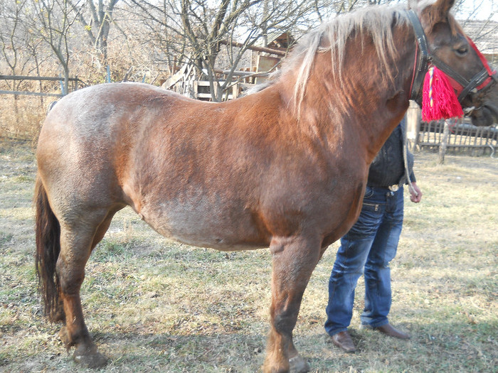 DSCN2494 - Vand Iapa Muceda - 2000 euro