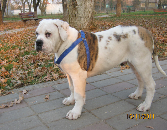 Athos  28 kg - 1ATHOS   Bulldog American