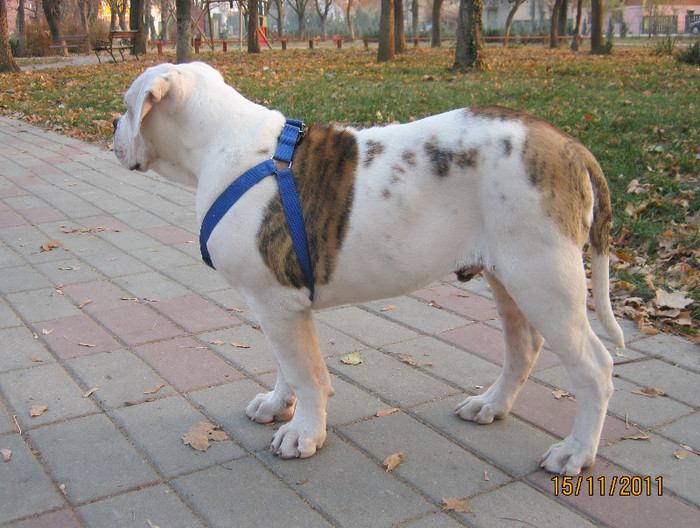 28 kg - 1ATHOS   Bulldog American