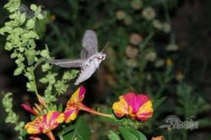 images (16) - fluturi