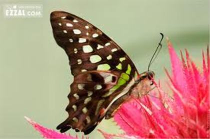 images (19)