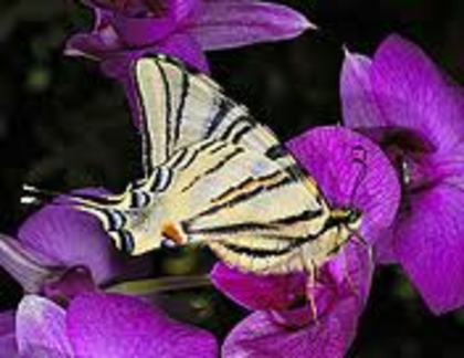 images (21) - fluturi